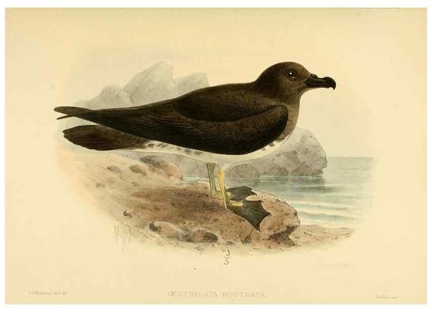Reproducción/Reproduction 47585109012: A monograph of the petrels (order Tubinares) /. London :Witherby & Co. ...,1907-1910.. 