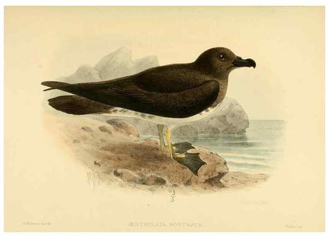 Reproducción/Reproduction 47585109012: A monograph of the petrels (order Tubinares) /. London :Witherby & Co. ...,1907-1910.. 