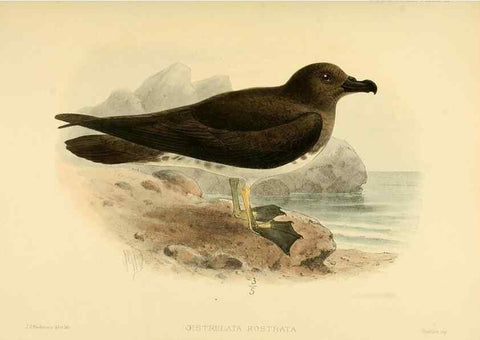 Reproducción/Reproduction 47585109012: A monograph of the petrels (order Tubinares) /. London :Witherby & Co. ...,1907-1910.. 