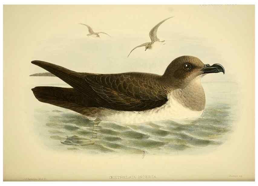 Reproducción/Reproduction 33760437898: A monograph of the petrels (order Tubinares) /. London :Witherby & Co. ...,1907-1910.. 