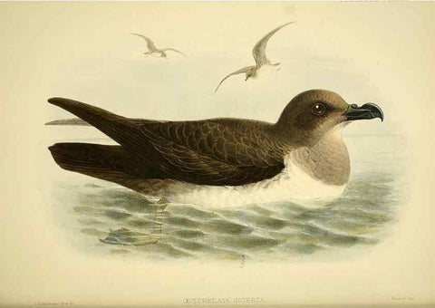 Reproducción/Reproduction 33760437898: A monograph of the petrels (order Tubinares) /. London :Witherby & Co. ...,1907-1910.. 