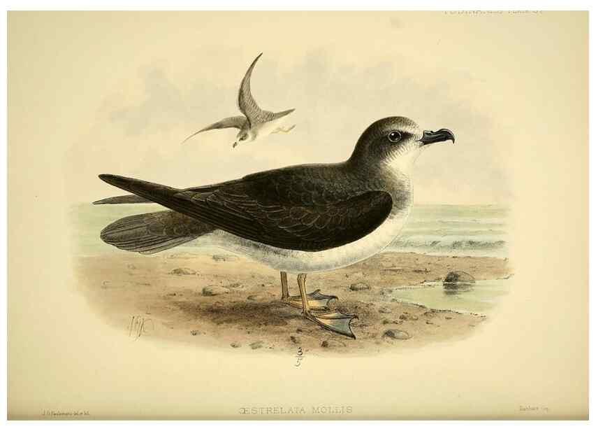 Reproducción/Reproduction 46722209395: A monograph of the petrels (order Tubinares) /. London :Witherby & Co. ...,1907-1910.. 