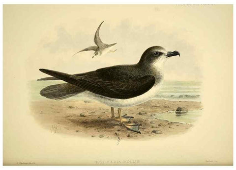 Reproducción/Reproduction 46722209395: A monograph of the petrels (order Tubinares) /. London :Witherby & Co. ...,1907-1910.. 