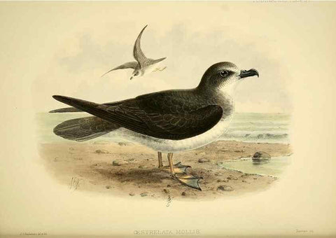 Reproducción/Reproduction 46722209395: A monograph of the petrels (order Tubinares) /. London :Witherby & Co. ...,1907-1910.. 