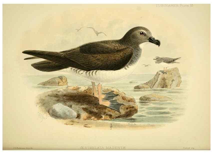 Reproducción/Reproduction 46722209695: A monograph of the petrels (order Tubinares) /. London :Witherby & Co. ...,1907-1910.. 