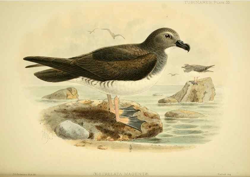 Reproducción/Reproduction 46722209695: A monograph of the petrels (order Tubinares) /. London :Witherby & Co. ...,1907-1910.. 