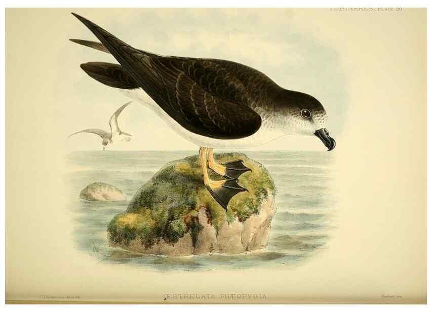 Reproducción/Reproduction 33760439888: A monograph of the petrels (order Tubinares) /. London :Witherby & Co. ...,1907-1910.. 