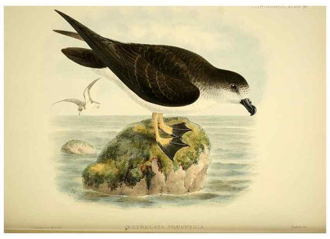 Reproducción/Reproduction 33760439888: A monograph of the petrels (order Tubinares) /. London :Witherby & Co. ...,1907-1910.. 