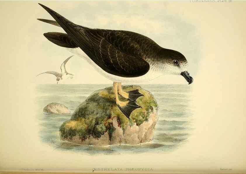Reproducción/Reproduction 33760439888: A monograph of the petrels (order Tubinares) /. London :Witherby & Co. ...,1907-1910.. 