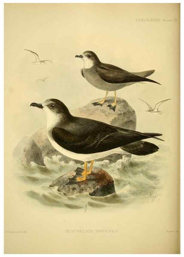 Reproducción/Reproduction 46913600134: A monograph of the petrels (order Tubinares) /. London :Witherby & Co. ...,1907-1910.. 