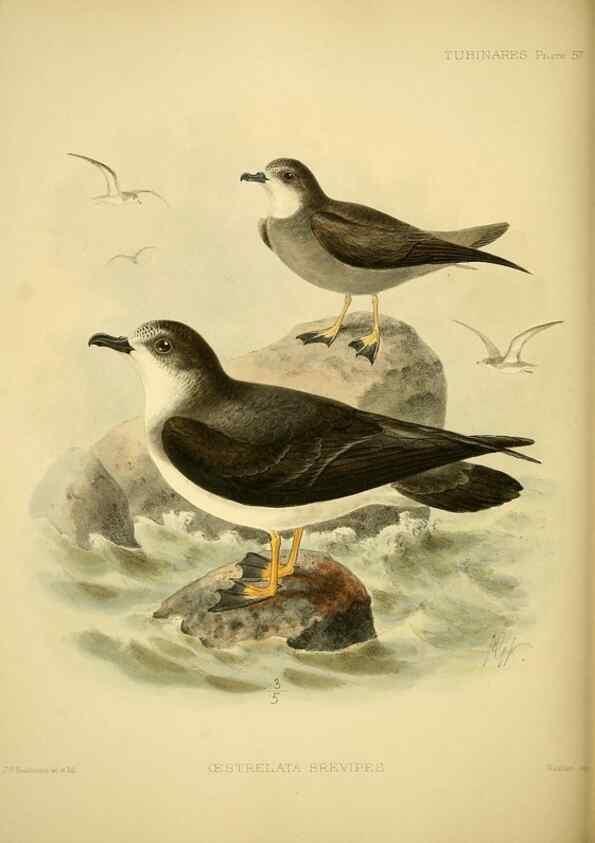Reproducción/Reproduction 46913600134: A monograph of the petrels (order Tubinares) /. London :Witherby & Co. ...,1907-1910.. 