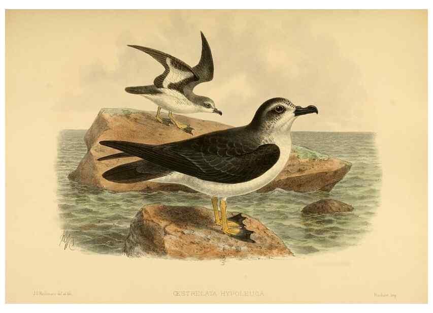 Reproducción/Reproduction 32695284497: A monograph of the petrels (order Tubinares) /. London :Witherby & Co. ...,1907-1910.. 