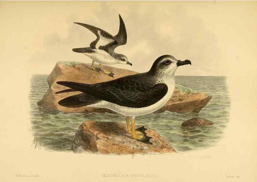 Reproducción/Reproduction 32695284497: A monograph of the petrels (order Tubinares) /. London :Witherby & Co. ...,1907-1910.. 
