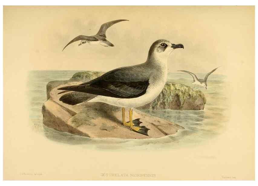 Reproducción/Reproduction 33760442248: A monograph of the petrels (order Tubinares) /. London :Witherby & Co. ...,1907-1910.. 