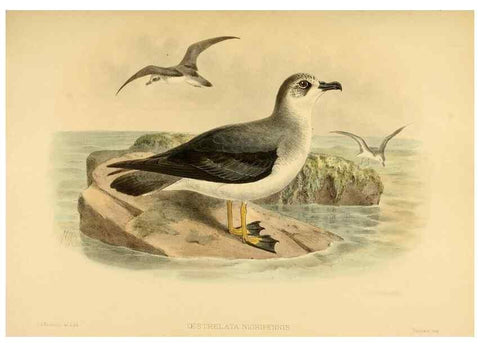 Reproducción/Reproduction 33760442248: A monograph of the petrels (order Tubinares) /. London :Witherby & Co. ...,1907-1910.. 