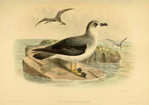 Reproducción/Reproduction 33760442248: A monograph of the petrels (order Tubinares) /. London :Witherby & Co. ...,1907-1910.. 