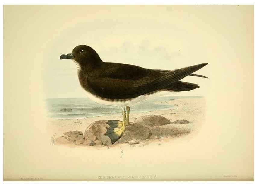 Reproducción/Reproduction 47637901491: A monograph of the petrels (order Tubinares) /. London :Witherby & Co. ...,1907-1910.. 