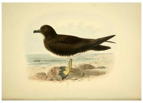 Reproducción/Reproduction 47637901491: A monograph of the petrels (order Tubinares) /. London :Witherby & Co. ...,1907-1910.. 