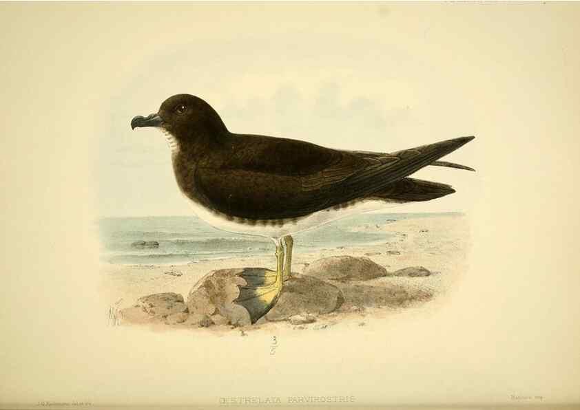 Reproducción/Reproduction 47637901491: A monograph of the petrels (order Tubinares) /. London :Witherby & Co. ...,1907-1910.. 