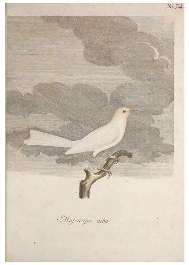 Reproducción/Reproduction 47587697211: Museum Carlsonianum, in quo novas et selectas aves, coloribus ad vivum brevique descriptione illustratas, suasu et sumtibus generosissimi possessoris /. Holmiae :Ex Typographia Regia,1786-1789.. 