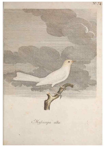Reproducción/Reproduction 47587697211: Museum Carlsonianum, in quo novas et selectas aves, coloribus ad vivum brevique descriptione illustratas, suasu et sumtibus generosissimi possessoris /. Holmiae :Ex Typographia Regia,1786-1789.. 