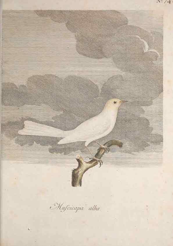 Reproducción/Reproduction 47587697211: Museum Carlsonianum, in quo novas et selectas aves, coloribus ad vivum brevique descriptione illustratas, suasu et sumtibus generosissimi possessoris /. Holmiae :Ex Typographia Regia,1786-1789.. 