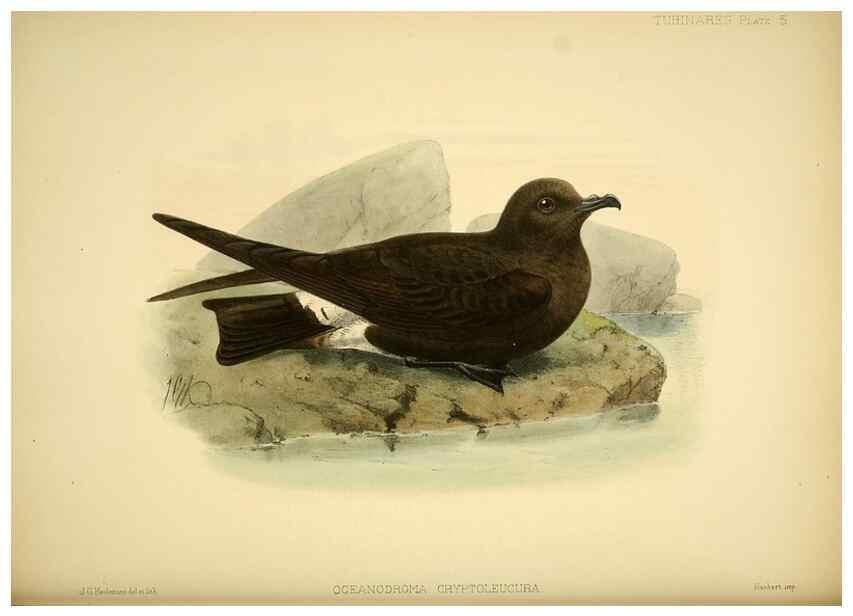Reproducción/Reproduction 47637751161: A monograph of the petrels (order Tubinares) /. London :Witherby & Co. ...,1907-1910.. 