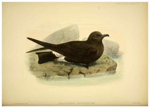 Reproducción/Reproduction 47637751161: A monograph of the petrels (order Tubinares) /. London :Witherby & Co. ...,1907-1910.. 