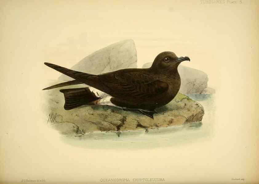 Reproducción/Reproduction 47637751161: A monograph of the petrels (order Tubinares) /. London :Witherby & Co. ...,1907-1910.. 
