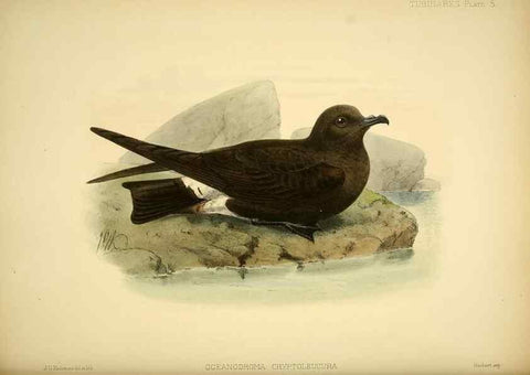 Reproducción/Reproduction 47637751161: A monograph of the petrels (order Tubinares) /. London :Witherby & Co. ...,1907-1910.. 