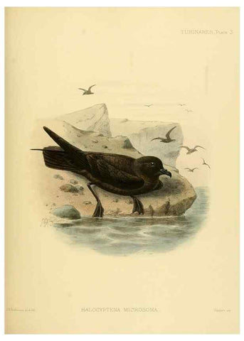 Reproducción/Reproduction 47637749871: A monograph of the petrels (order Tubinares) /. London :Witherby & Co. ...,1907-1910.. 