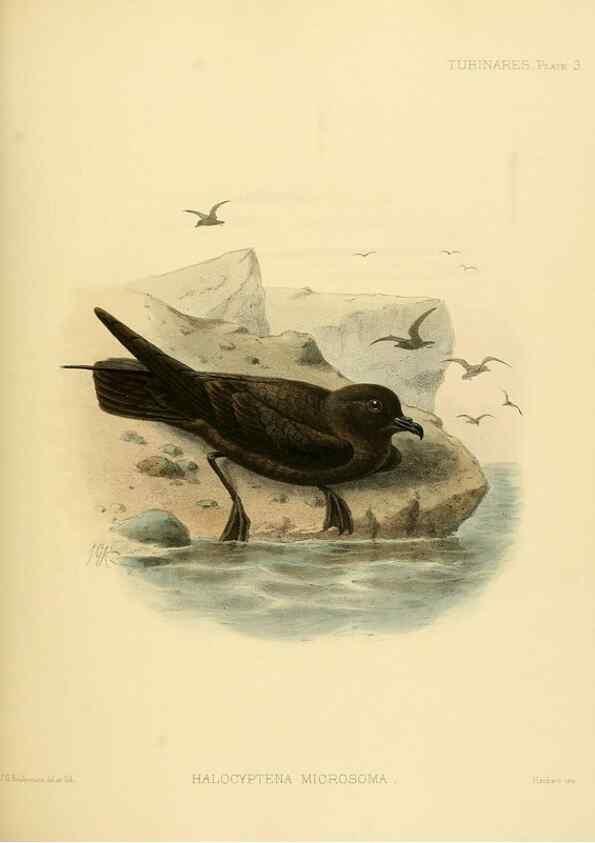 Reproducción/Reproduction 47637749871: A monograph of the petrels (order Tubinares) /. London :Witherby & Co. ...,1907-1910.. 