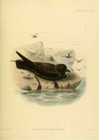 Reproducción/Reproduction 47637749871: A monograph of the petrels (order Tubinares) /. London :Witherby & Co. ...,1907-1910.. 