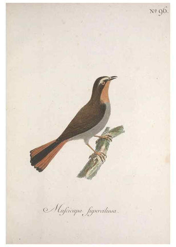 Reproducción/Reproduction 46863826444: Museum Carlsonianum, in quo novas et selectas aves, coloribus ad vivum brevique descriptione illustratas, suasu et sumtibus generosissimi possessoris /. Holmiae :Ex Typographia Regia,1786-1789.. 