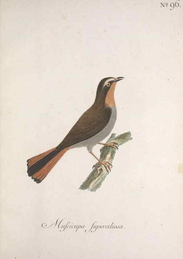 Reproducción/Reproduction 46863826444: Museum Carlsonianum, in quo novas et selectas aves, coloribus ad vivum brevique descriptione illustratas, suasu et sumtibus generosissimi possessoris /. Holmiae :Ex Typographia Regia,1786-1789.. 