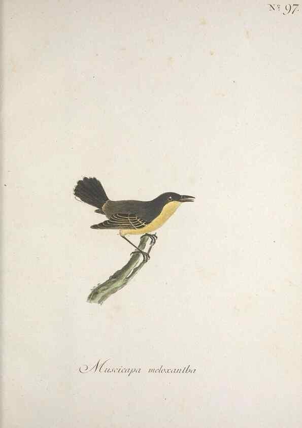 Reproducción/Reproduction 32645259817: Museum Carlsonianum, in quo novas et selectas aves, coloribus ad vivum brevique descriptione illustratas, suasu et sumtibus generosissimi possessoris /. Holmiae :Ex Typographia Regia,1786-1789.. 