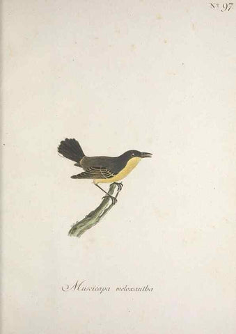 Reproducción/Reproduction 32645259817: Museum Carlsonianum, in quo novas et selectas aves, coloribus ad vivum brevique descriptione illustratas, suasu et sumtibus generosissimi possessoris /. Holmiae :Ex Typographia Regia,1786-1789.. 
