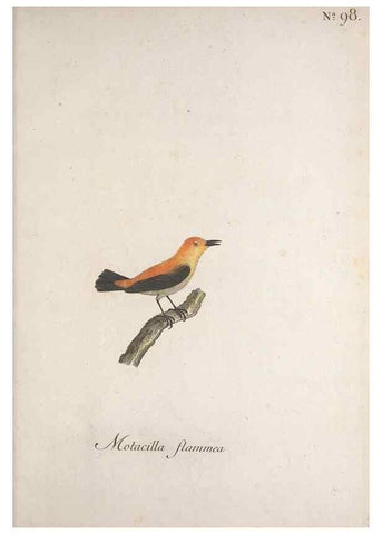 Reproducción/Reproduction 46672272025: Museum Carlsonianum, in quo novas et selectas aves, coloribus ad vivum brevique descriptione illustratas, suasu et sumtibus generosissimi possessoris /. Holmiae :Ex Typographia Regia,1786-1789.. 