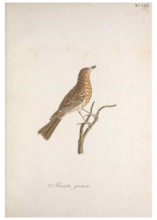 Reproducción/Reproduction 46672272655: Museum Carlsonianum, in quo novas et selectas aves, coloribus ad vivum brevique descriptione illustratas, suasu et sumtibus generosissimi possessoris /. Holmiae :Ex Typographia Regia,1786-1789.. 