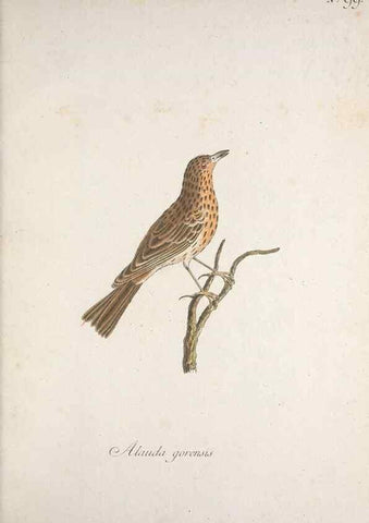 Reproducción/Reproduction 46672272655: Museum Carlsonianum, in quo novas et selectas aves, coloribus ad vivum brevique descriptione illustratas, suasu et sumtibus generosissimi possessoris /. Holmiae :Ex Typographia Regia,1786-1789.. 