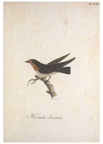 Reproducción/Reproduction 40621703523: Museum Carlsonianum, in quo novas et selectas aves, coloribus ad vivum brevique descriptione illustratas, suasu et sumtibus generosissimi possessoris /. Holmiae :Ex Typographia Regia,1786-1789.. 