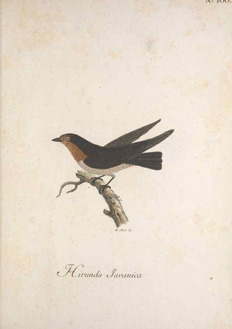 Reproducción/Reproduction 40621703523: Museum Carlsonianum, in quo novas et selectas aves, coloribus ad vivum brevique descriptione illustratas, suasu et sumtibus generosissimi possessoris /. Holmiae :Ex Typographia Regia,1786-1789.. 