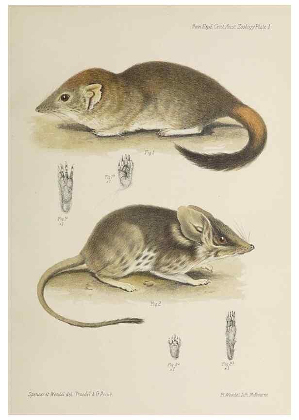 Reproducción/Reproduction 46673477165: Report on the work of the Horn Scientific Expedition to Central Australia /. London :Dulau,1896.. 