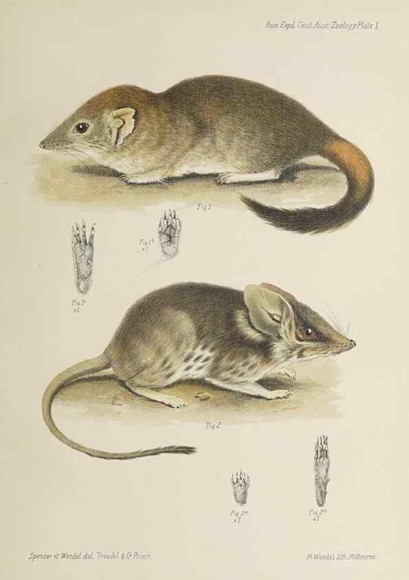 Reproducción/Reproduction 46673477165: Report on the work of the Horn Scientific Expedition to Central Australia /. London :Dulau,1896.. 