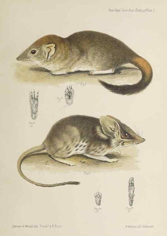 Reproducción/Reproduction 46673477165: Report on the work of the Horn Scientific Expedition to Central Australia /. London :Dulau,1896.. 