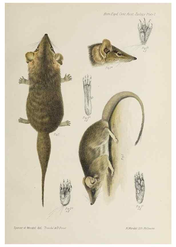 Reproducción/Reproduction 47588943581: Report on the work of the Horn Scientific Expedition to Central Australia /. London :Dulau,1896.. 