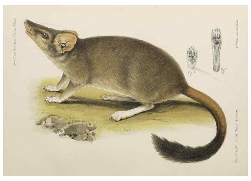 Reproducción/Reproduction 46673477585: Report on the work of the Horn Scientific Expedition to Central Australia /. London :Dulau,1896.. 