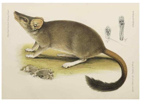 Reproducción/Reproduction 46673477585: Report on the work of the Horn Scientific Expedition to Central Australia /. London :Dulau,1896.. 