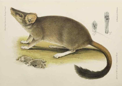 Reproducción/Reproduction 46673477585: Report on the work of the Horn Scientific Expedition to Central Australia /. London :Dulau,1896.. 