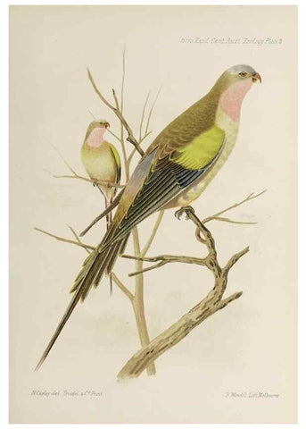 Reproducción/Reproduction 46864991244: Report on the work of the Horn Scientific Expedition to Central Australia /. London :Dulau,1896.. 